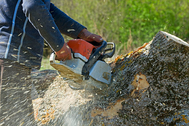 Best Dead Tree Removal  in Ben Wheeler, TX